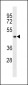 Aurora-C Antibody (Center)